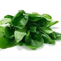 Kliknite za detalje - Seme za Spanać matador - Spinacea oleracea L. 50g