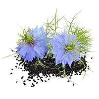 Kliknite za detalje - Seme za začinsko bilje - Crni kim - Nigella sativa 1078
