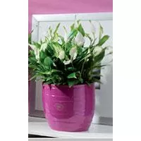 Kliknite za detalje - Soendgen keramička saksija Barletta 14cm ciklama