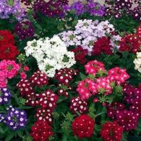 Kliknite za detalje - Seme za cveće 10 kesica Verbena Franchi Sementi Virimax