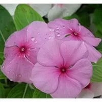 Kliknite za detalje - Cveće Vinka roze - seme 5 kesica Franchi Sementi Virimax