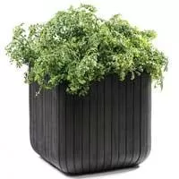 Kliknite za detalje - Curver Velika saksija za cveće Cube Planter M 21.5L