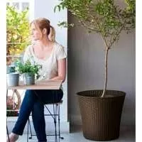 Kliknite za detalje - Curver Velika saksija za cveće Conic Planter 56.5L Braon