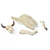 Kliknite za detalje - Schleich Figure - Kosti divljih životinja 42249