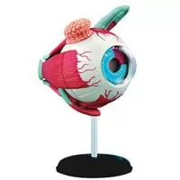 Kliknite za detalje - Kikkerland Ljudsko Oko 3D Puzzle