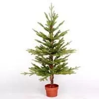 Kliknite za detalje - Novogodišnja jelka u saksiji 60 cm 190041