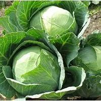 Kliknite za detalje - Povrće - seme 50g - Kupus Ditmar - Brassica oleracea var. capitata L.
