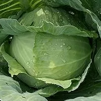 Kliknite za detalje - Povrće - seme - Kupus Slava - Brassica oleracea var. capitata L.- 42
