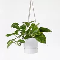 Kliknite za detalje - Tara viseća saksija 22cm bela