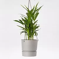 Kliknite za detalje - Tara viseća saksija 22cm siva