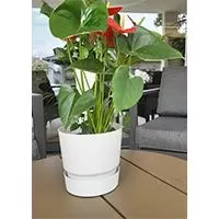 Kliknite za detalje - Tara saksija 17cm mermerno bela