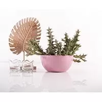 Kliknite za detalje - Čeri plus saksija 18cm jorgovan