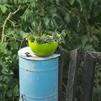 Kliknite za detalje - Čeri saksija 18cm zelena