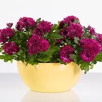 Kliknite za detalje - Čeri saksija 24cm žuta