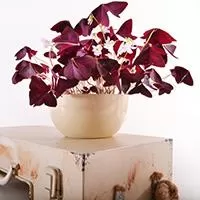 Kliknite za detalje - Čeri saksija 24cm krem