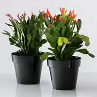 Kliknite za detalje - Crystal Plus saksija 14cm crna