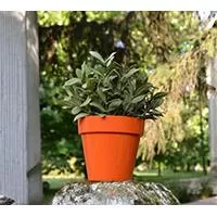 Kliknite za detalje - Crystal Plus saksija 14cm narandžasta