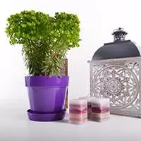 Kliknite za detalje - Crystal saksija 12 cm ljubičasta