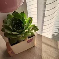 Kliknite za detalje - Magnetna saksija Cube 6x6 cm bež