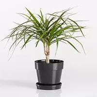 Kliknite za detalje - Crystal saksija 16 cm crna