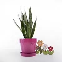 Kliknite za detalje - Crystal saksija 20 cm roze