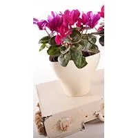 Kliknite za detalje - Saksija Hidrija 15 cm krem