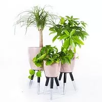 Kliknite za detalje - Drveni srebrno-crni stalak sa bež saksijom 30cm
