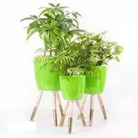Kliknite za detalje - Drveni zlatno-beli stalak sa zelenom saksijom 30cm