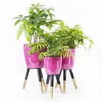 Kliknite za detalje - Drveni stalak zlatno-crni sa roze saksijom 30 cm