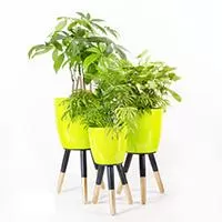 Kliknite za detalje - Drveni stalak zlatno-crni sa svetlo zelenom saksijom 30 cm