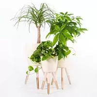 Kliknite za detalje - Drveni zlatno-beli stalak sa belom saksijom 20cm