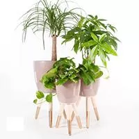 Kliknite za detalje - Drveni zlatno-beli stalak sa bež saksijom 20cm