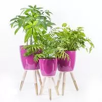 Kliknite za detalje - Drveni zlatno-beli stalak sa roze saksijom 20cm