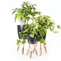 Kliknite za detalje - Drveni zlatno-beli stalak sa crnom saksijom 20cm