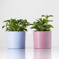 Kliknite za detalje - Saksija sa magnetom Magnetika ø9 roze