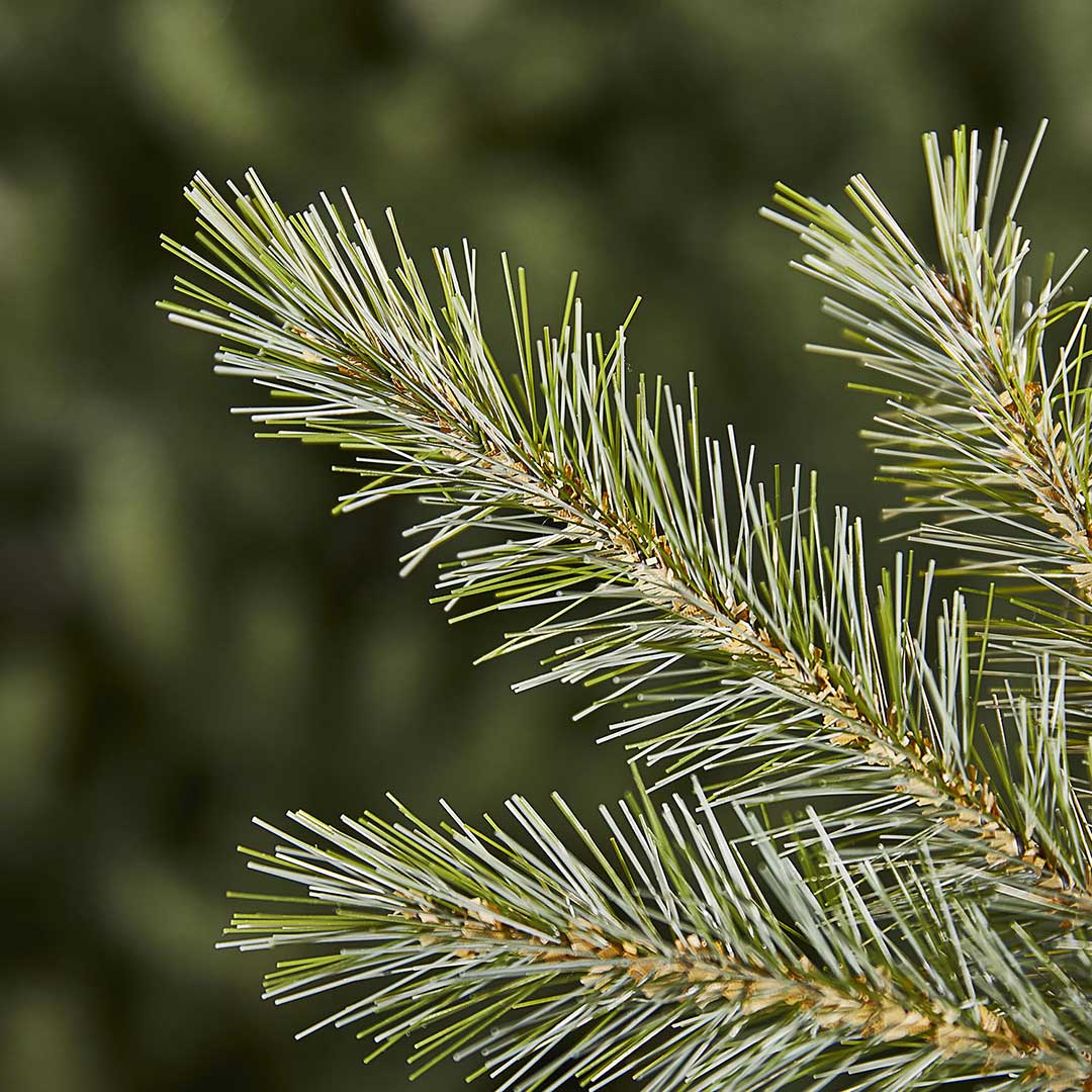 Evergreen Classics Indiana Spruce 210 cm Cena, Prodaja