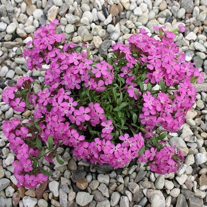 Seme za cveće Saponarija roze 5 kesica Franchi Sementi Virimax Cena ...