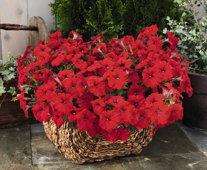 Cveće Petunija niska crvena - seme 5 kesica Franchi Sementi Virimax - thumbnail 3