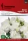 Seme za Karanfil šabo - beli - Dianthus caryophyllus 3225/6 - thumbnail 0