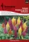 Cveće Petlova kresta paperjasta - mešavina - seme Celosia argentea var. plumosa 2743 - thumbnail 0