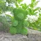 Baštenska Figura od veštačke trave AniPlants Meda - thumbnail 0