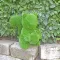 Ukras od veštačke trave AniPlants Veverica 50 cm - thumbnail 0