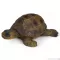 Schleich Kućni ljubimci - Kornjača 14404 - thumbnail 0