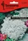 Cveće Medeni Cvet - Snežni Tepih - beli - Alyssum maritimum - seme 2086 - thumbnail 0