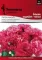 Seme za Karanfil  šabo - pink - Dianthus caryophyllus 3225/1 - thumbnail 0