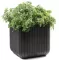 Curver Velika saksija za cveće Cube Planter M 21.5L - thumbnail 0