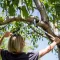 Fiskars PowerGear L LX98 makaze za grane - thumbnail 0