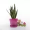 Crystal saksija 14 cm roze - thumbnail 0