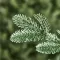 Bujna Jelka Evergreen Classics Falls Fir  180 cm - thumbnail 1