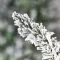 Snežna Novogodišnja Jelka Evergreen Classics Norwich Pine 150 cm - thumbnail 1